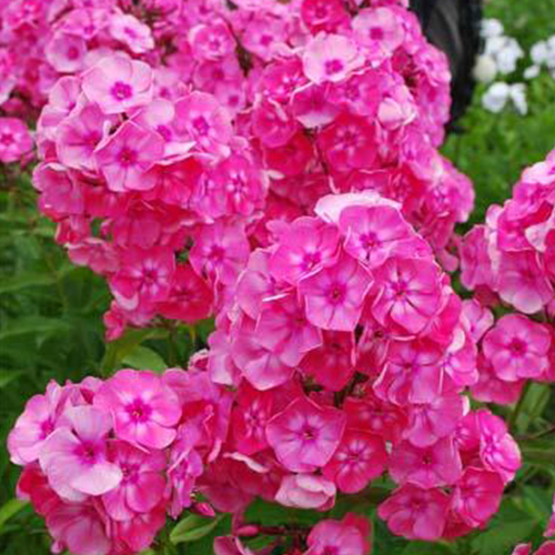 Флокс метельчатый Московские Зори (Phlox paniculata Moskovskie Zori)