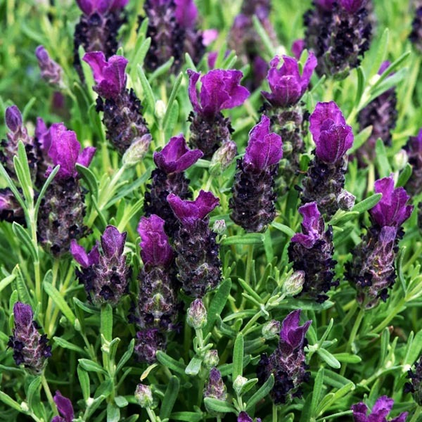 Лаванда стахадская Бандера Пурпл (Bandera Purple)