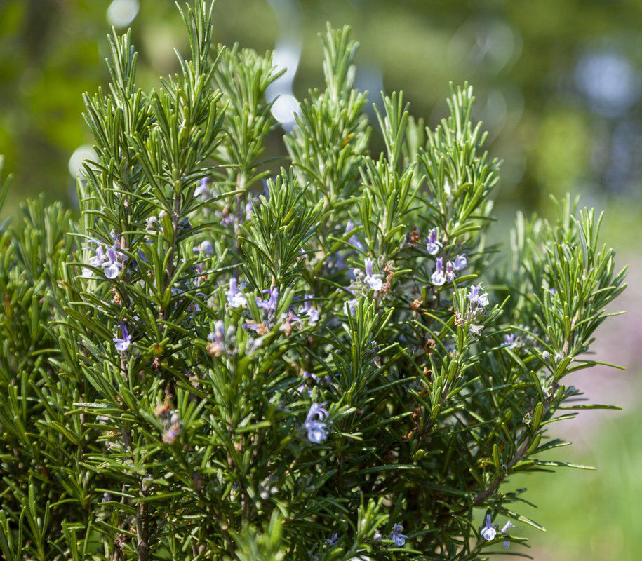 Розмарин лекарственный Арома Бьюти