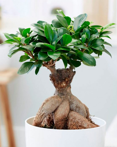 Фикус Микрокарпа "бонсай" (Ficus microcarpa ginseng)