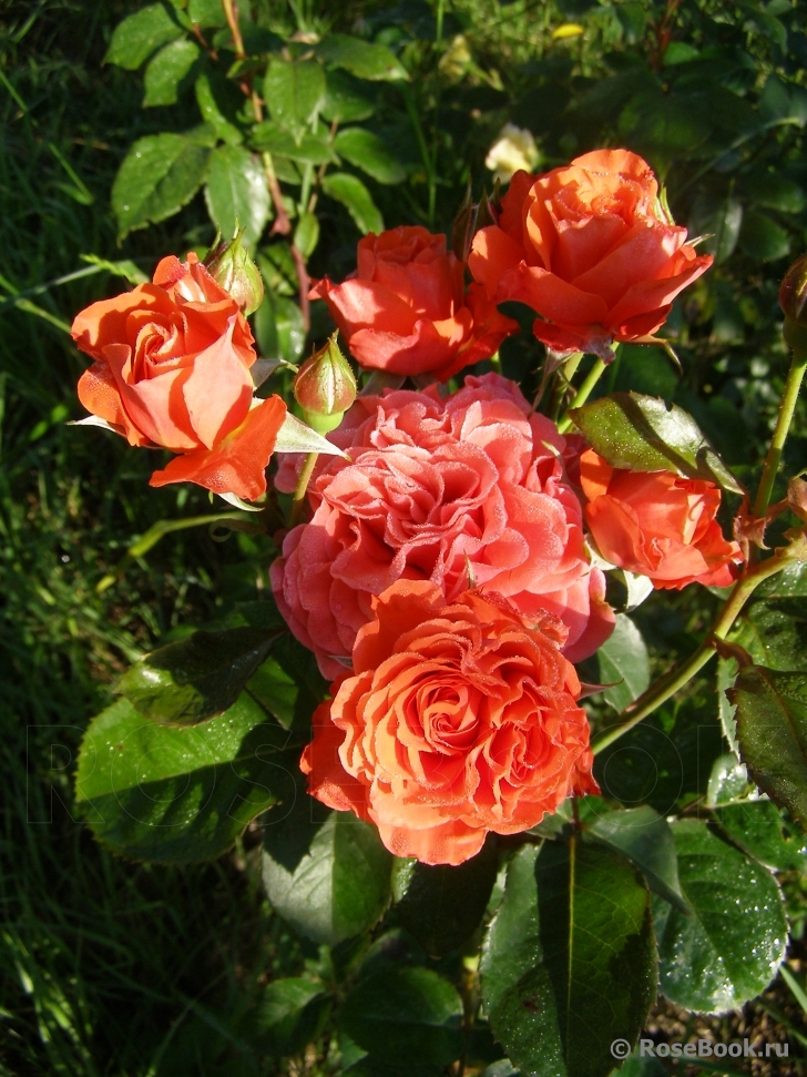 роза Леди оф Белград