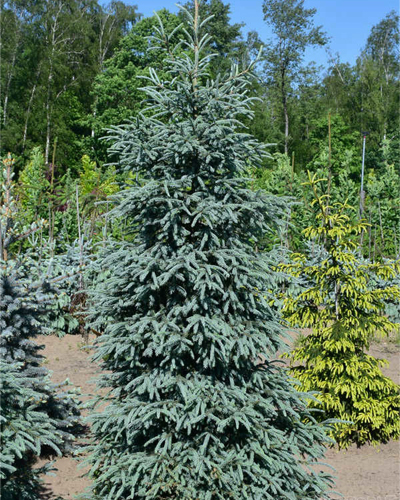 Ель сибирская Глаука (Picea obovata Glauca)