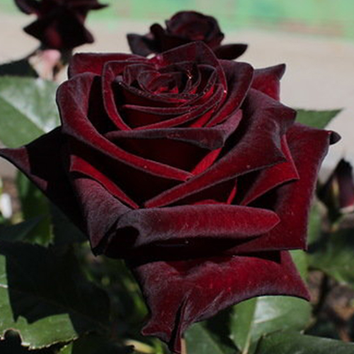 роза Блэк Баккара