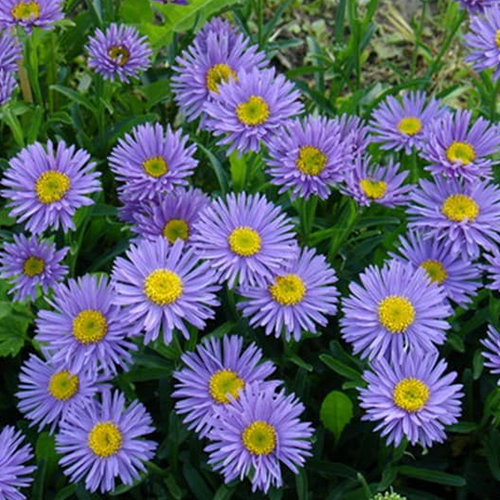 Астра альпийская голубая Супербус