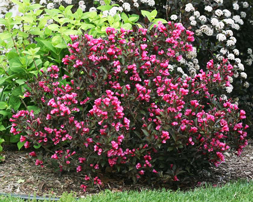 Вейгела цветущая Виктория (Weigela florida Victoria)