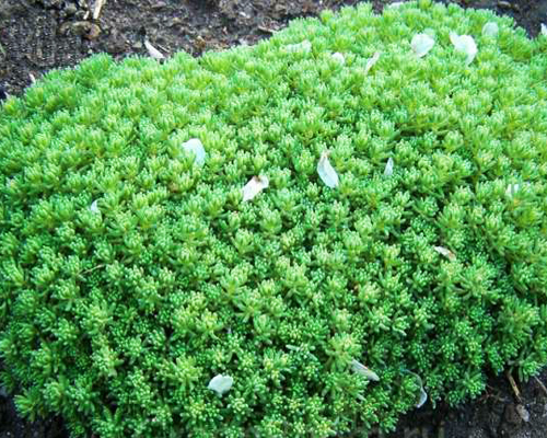 Седум испанский (Sedum hispanicum)