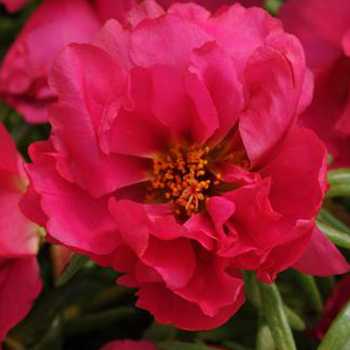 Портулак крупноцветковый Стопвотч Фуксия (Portulaca grandiflora Stopwatch Fuchsia) Портулак крупноцветковый Стопвотч Фуксия (Portulaca grandiflora Stopwatch Fuchsia)