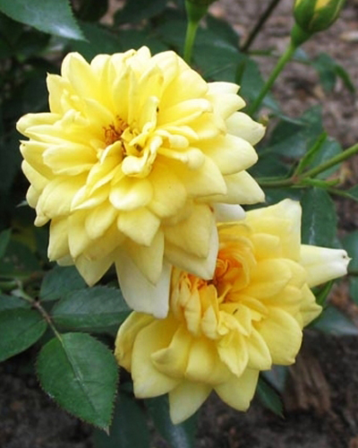 роза Райзен Шайн (Rise ’n’ Shine)