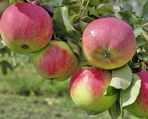 Яблоня колоновидная Есения