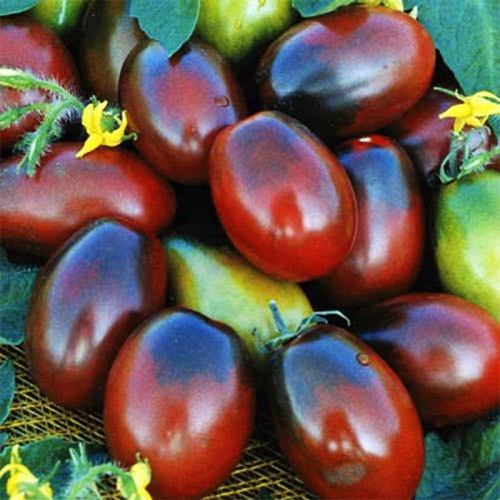 Томат Черный Мавр