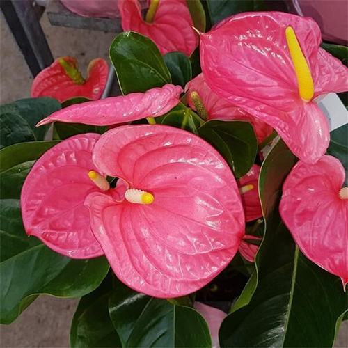 Антуриум андре Майн