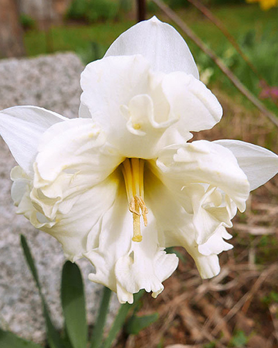 Нарцисс Split Colblanc