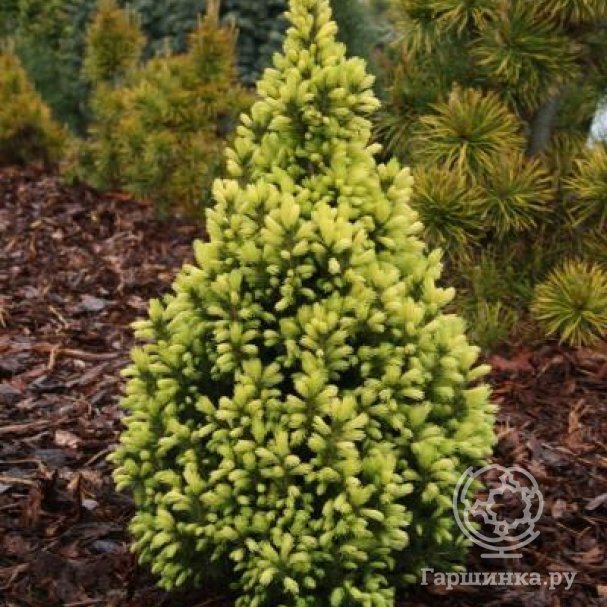 Ель канадская Дабл Селебрейшн (Picea glauca Double Celebration)