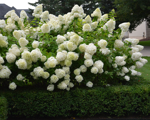 Гортензия метельчатая Грандифлора (Hydrangea paniculata Grandiflora) Гортензия метельчатая Грандифлора (Hydrangea paniculata Grandiflora)