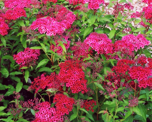 Спирея японская Дартс Ред (Spiraea japonica Dart's Red)