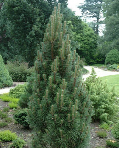 Сосна черная Комет (Pinus nigra Komet)