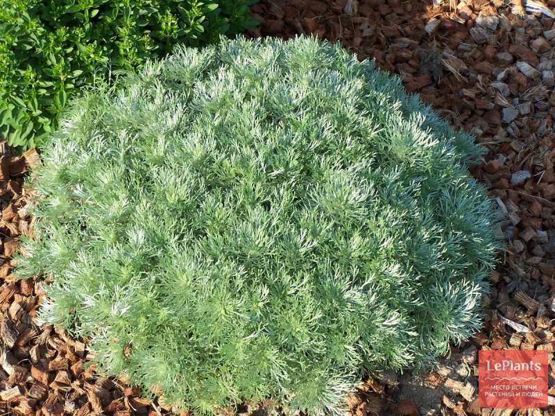 Artemisia schmidtiana Nana Artemisia schmidtiana Nana