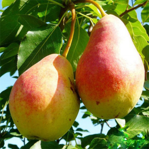 Груша Татьяна