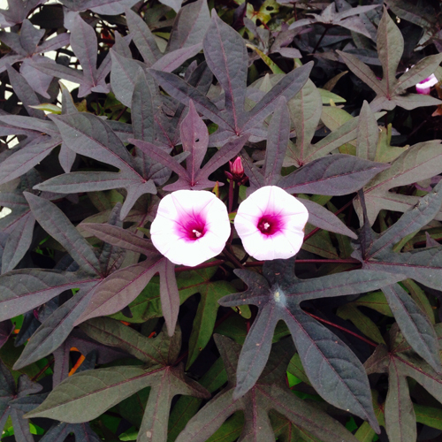 Ипомея батат Illusion Midnight Lace (Ipomoea batatas)