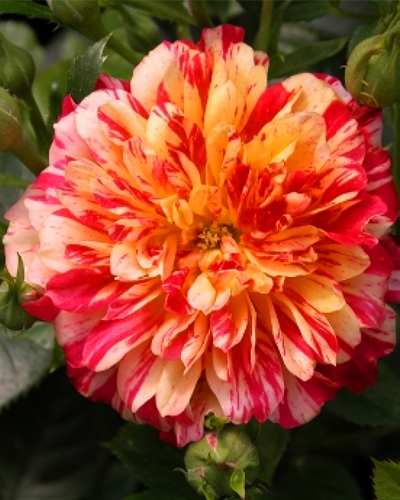 роза Бигуди (Bigoudi)