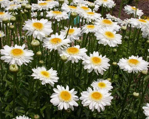 Нивяник Майфилд (Leucanthemum superbum Mayfield)