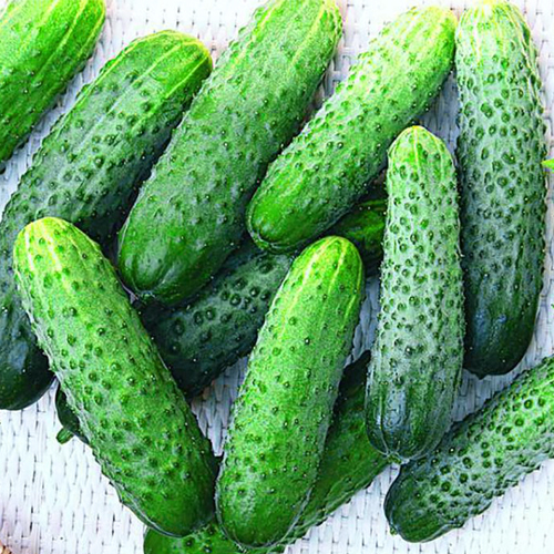 Огурец Кураж