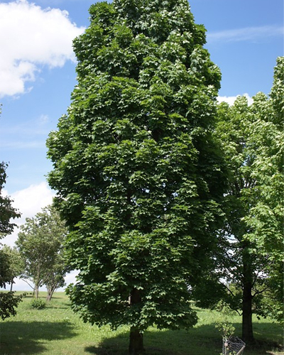 Клен остролистный Колумнаре (Acer platanoides Cоlumnare) Клен остролистный Колумнаре (Acer platanoides Cоlumnare)