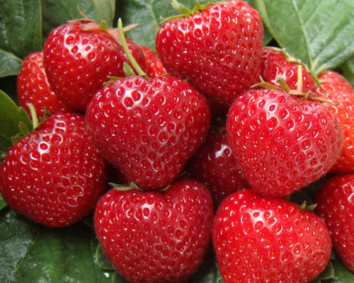 Клубника Сельва