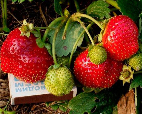 Клубника Фреска