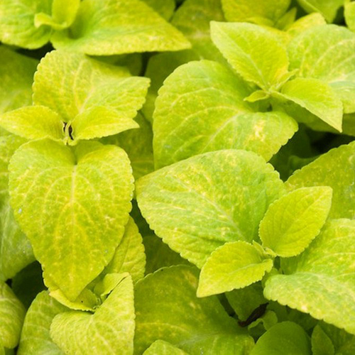 Колеус Визард Голден (Coleus Wisard Golden)