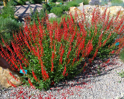 Пенстемон бородатый (Penstemon barbatus) Пенстемон бородатый (Penstemon barbatus)