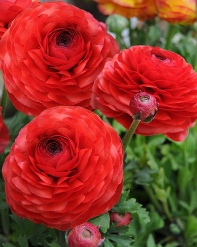 Ранункулюс Peony Type Red Ранункулюс Peony Type Red