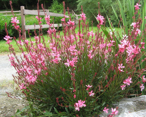 Гаура линдхеймера Сискью Пинк (Gaura lindheimeri Siskiyu Pink)