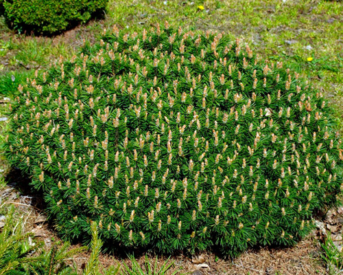 Сосна горная Бенджамин (Pinus mugo Benjamin)