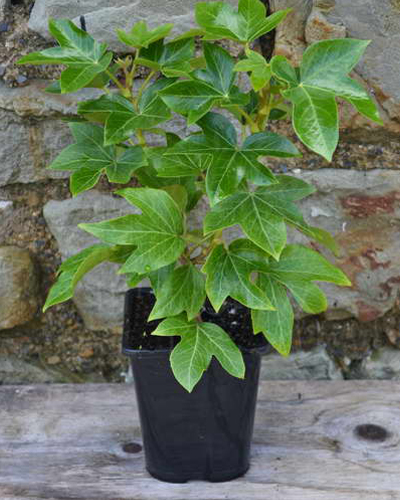 Фатсхедера Лизе (Fatshedera lizei)