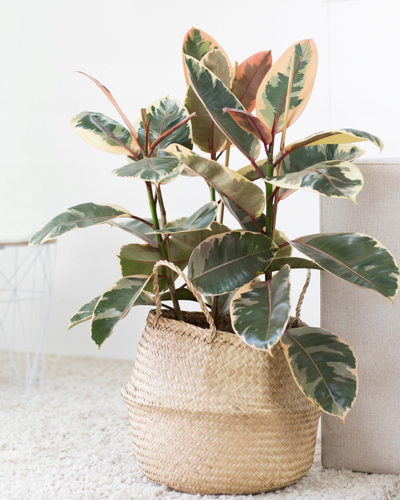 Фикус каучуконосный Белиз (Ficus Belize)