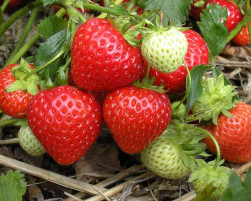 Клубника Эви 2