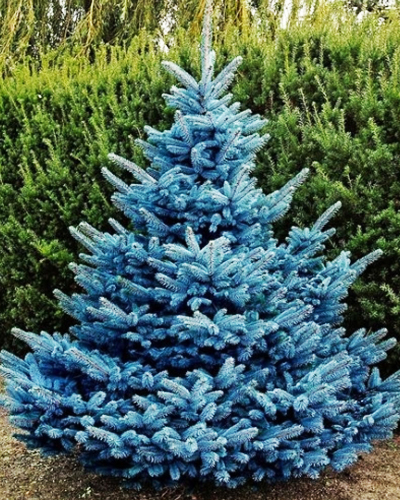 Ель колючая Супер Блю (Picea pungens Super Blue)