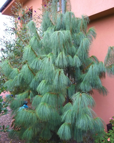 Сосна гималайская (Pinus wallichiana)