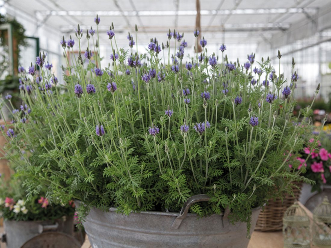 Лаванда многонадрезная Блю Торч (Blue Torch)