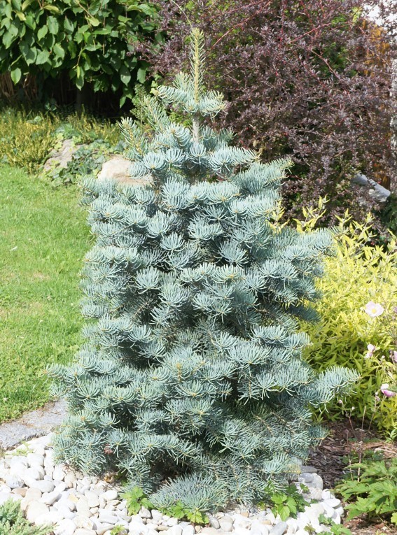 Abies concolor Violacea