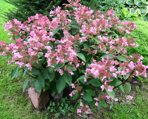 Гортензия метельчатая Дарума (Hydrangea paniculata Dharuma)