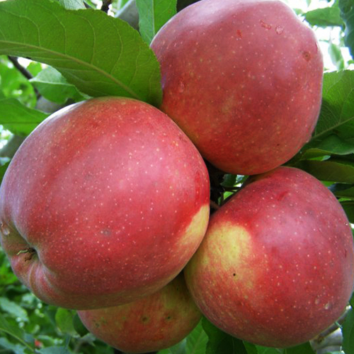 Яблоня Лигол