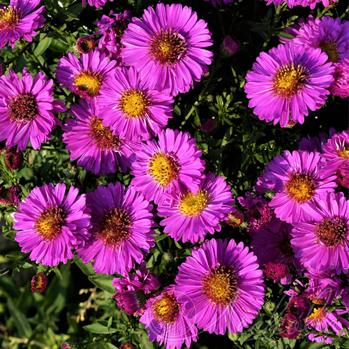 Астра кустарниковая Пинк Бьюти