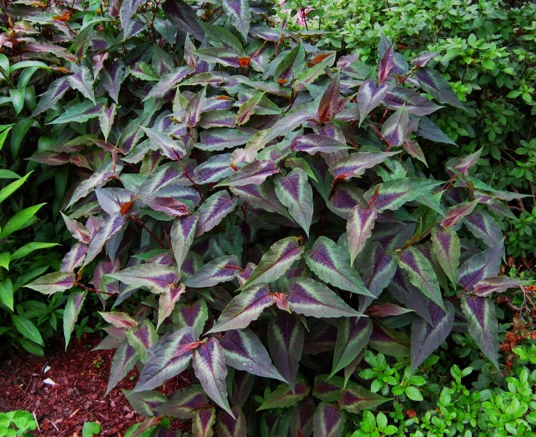 Persicaria microcephala Red Dragon