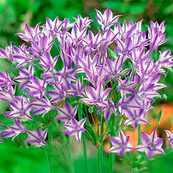 Трителея Rudy