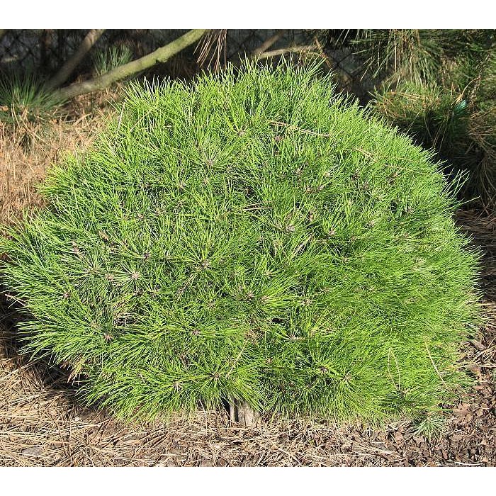 Сосна черная Мари Брегон