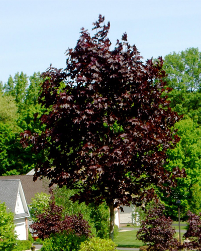 Клен остролистный Кримсон Кинг (Acer platanoides Crimson King) Клен остролистный Кримсон Кинг (Acer platanoides Crimson King)
