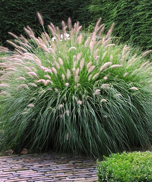 Пеннисетум лисохвостный Хамельн (Pennisetum alopecuroides)
