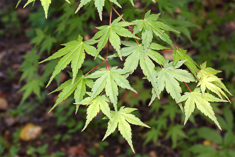 Acer palmatum